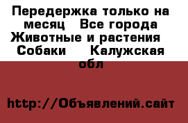 Передержка только на месяц - Все города Животные и растения » Собаки   . Калужская обл.